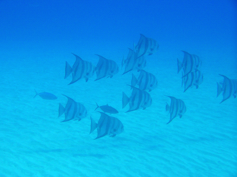 A group of Atlantic Spadefish above the sandy reeftop at North Wall, NW Point.  (86k)