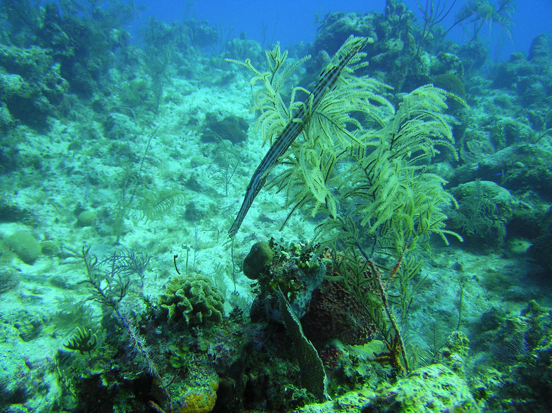 Trumpetfish try to hide vertically in amongst soft wavy corals. (234k)