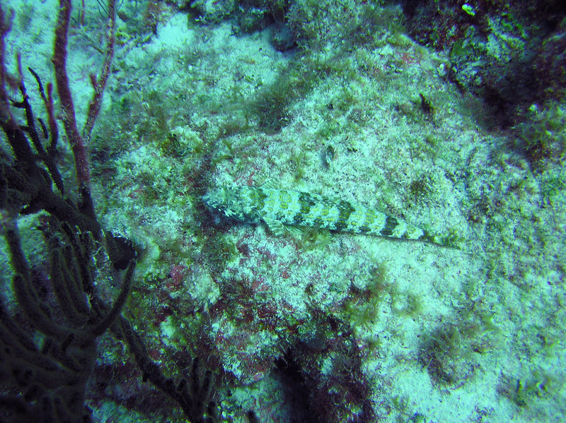 A well-camouflaged Red Lizardfish sits on a bed of coral. (260k)