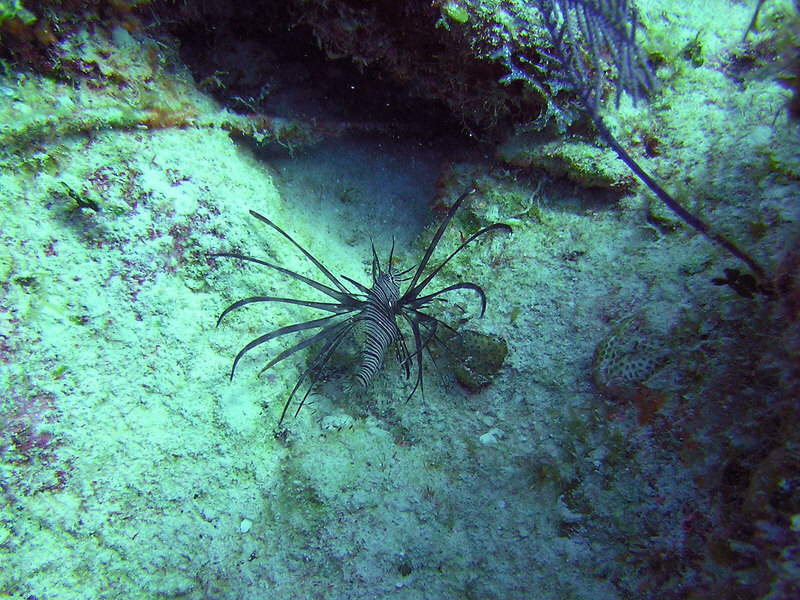 A Lionfish presents a spiky, poisonous rear end to a threatening camera lens. (241k)