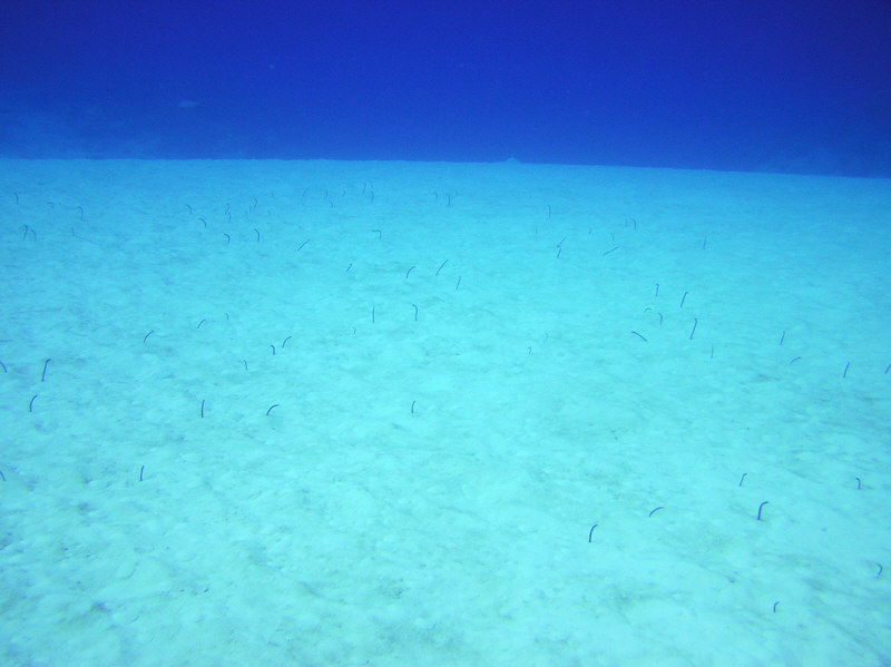 Garden Eels on the reeftop at North Wall, NW Point.  (86k)