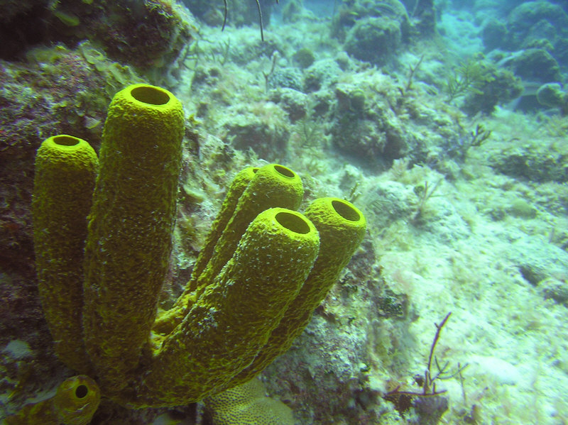 Barrel sponges at Eel Garden, NW Point. (179k)