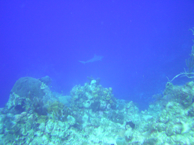 Caribbean Reef Shark disappears into the blue at our approach, at Chimney, NW Point. (114k)