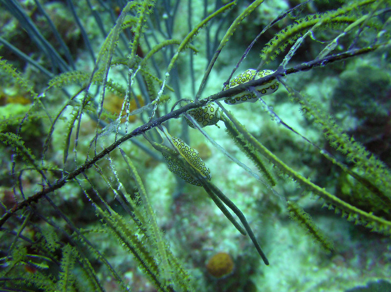 Three Flamingo Tongues, or Pink Flamingoes, molluscs, perch on fan coral.  (178k)