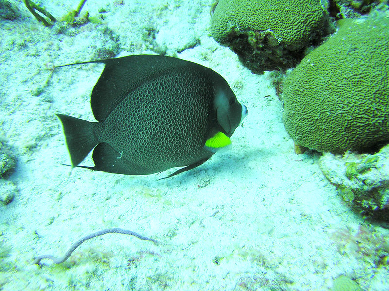 A beautiful Gray Angelfish at North Wall, NW Point.  (247k)