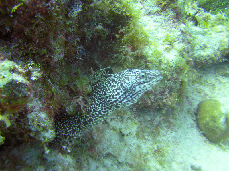 Spotted Moray keeps an eye on me at North Wall.  (203k)