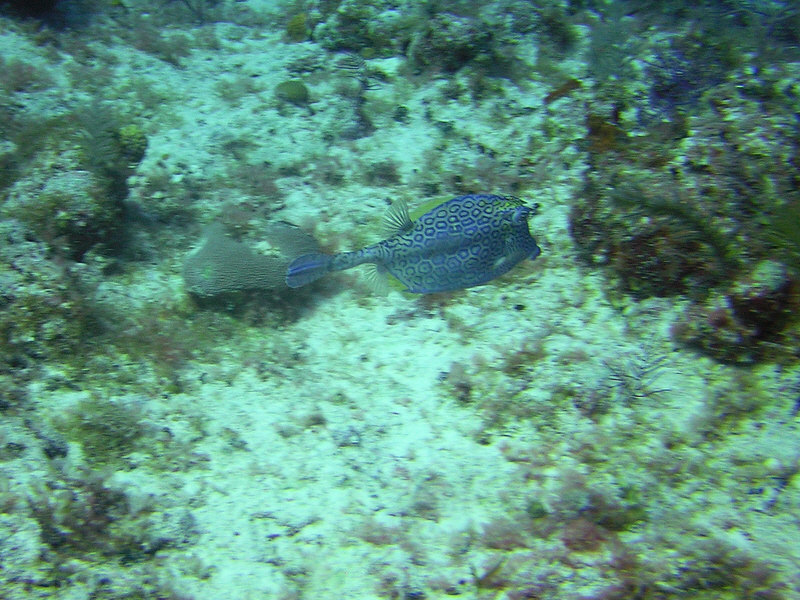 A Honeycomb Cowfish at North Wall. (186k)