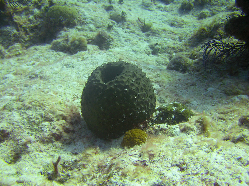Barrel sponges come in all shapes, sizes and colours. (209k)