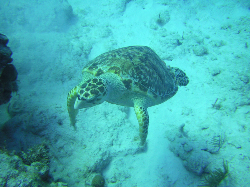 A friendly North Wall Hawksbill turtle. (144k)