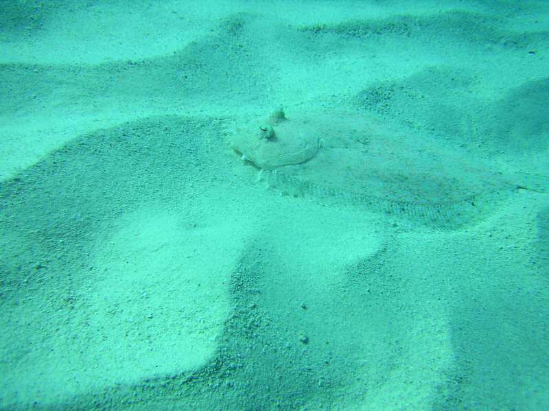 The Eyed Flounder is well camouflaged against the sandy reeftop. (176k)