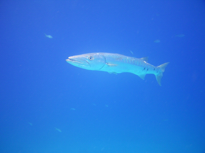 Great Barracudas often hung around disconcertingly underneath the dive boat, eyeing us as we completed our safety stops.  (70k)