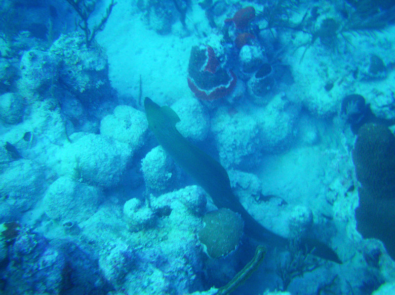 A Giant Moray swims below me at 25m at Cathedral in Grace Bay in poor vis.  (158k)