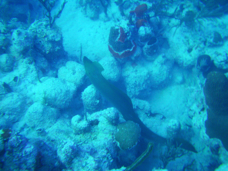 A Giant Moray swims below me at 25m at Cathedral in Grace Bay in poor vis. (158k)