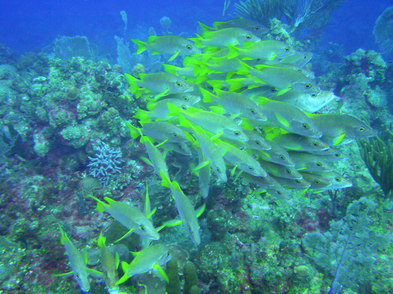 Schoolmaster Snappers at Aquarium. (199k)