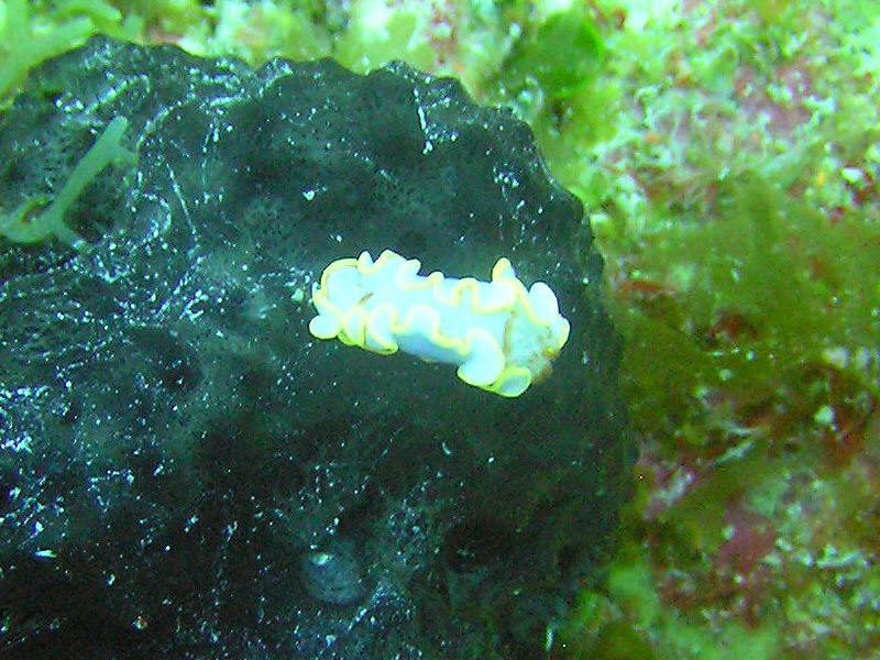 Flatworm at Aquarium, Grace Bay. (183k)