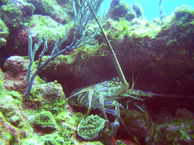 Spiny Lobsters abound at Aquarium. (215k)