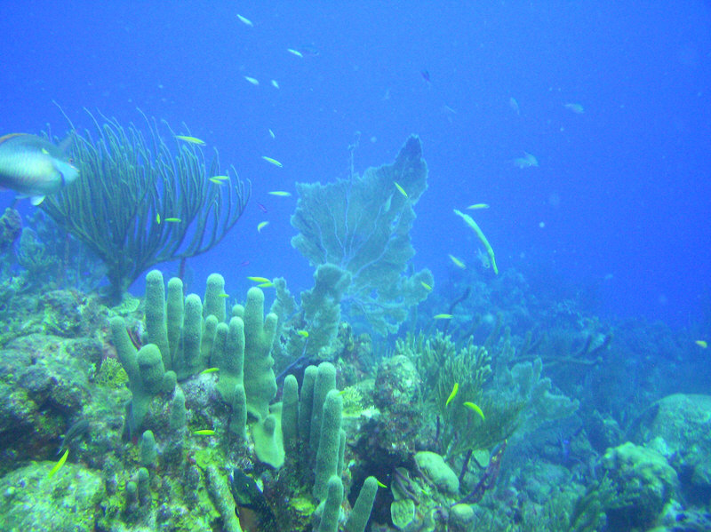 Aquarium, Grace Bay, is a good shallow dive for schooling fish, coral, sponges and lobsters.  (155k)