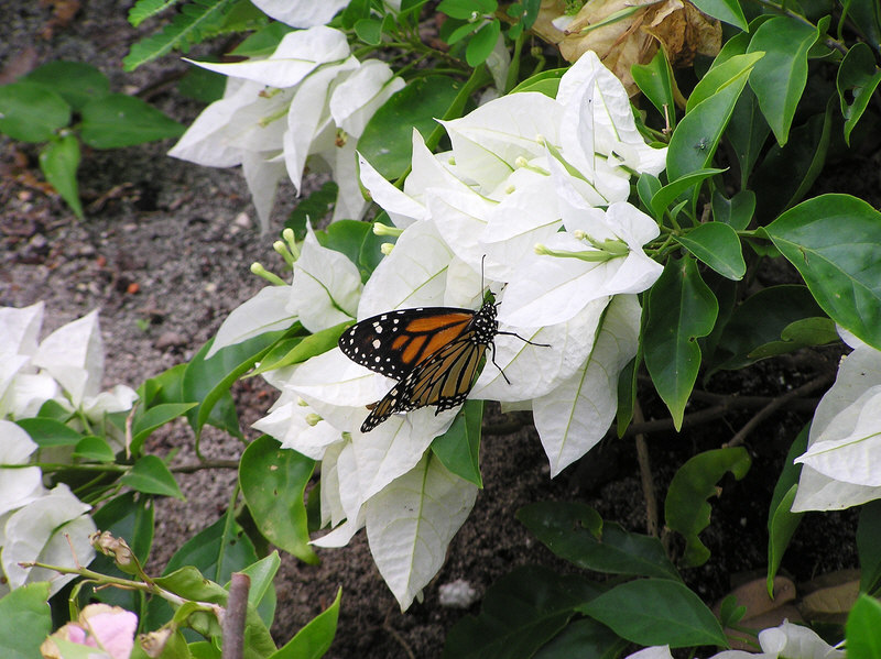 The plants attract big butterflies. (157k)