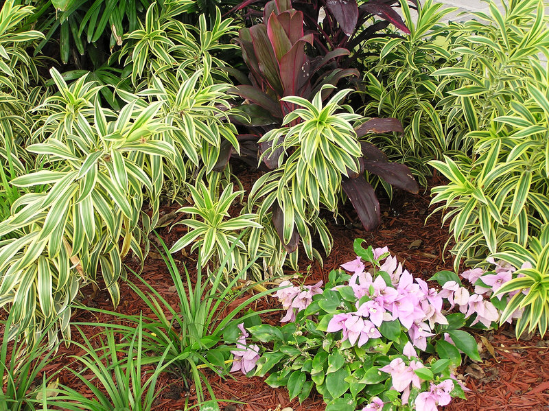 Much of the planting is new since the damage caused by hurricane Ike.  (325k)