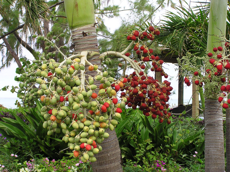 Huge crop of seeds from this palm tree. (269k)