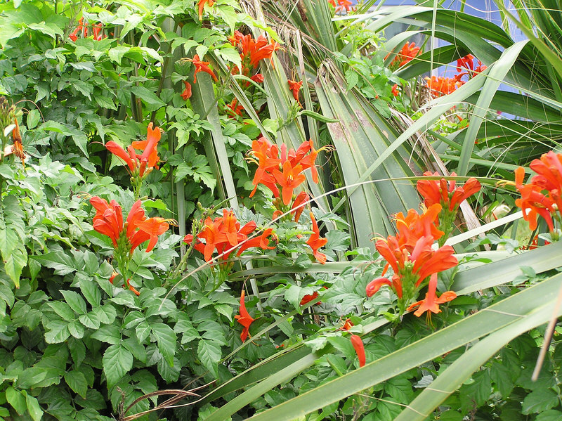 More pretty flowers. (276k)