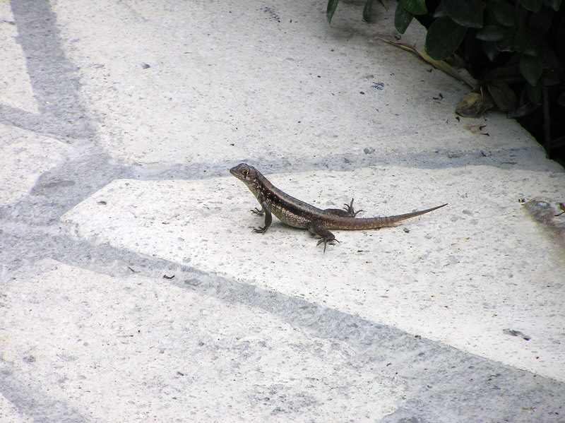 ...of which there were plenty to be seen sunning themselves on the paths.  (153k)