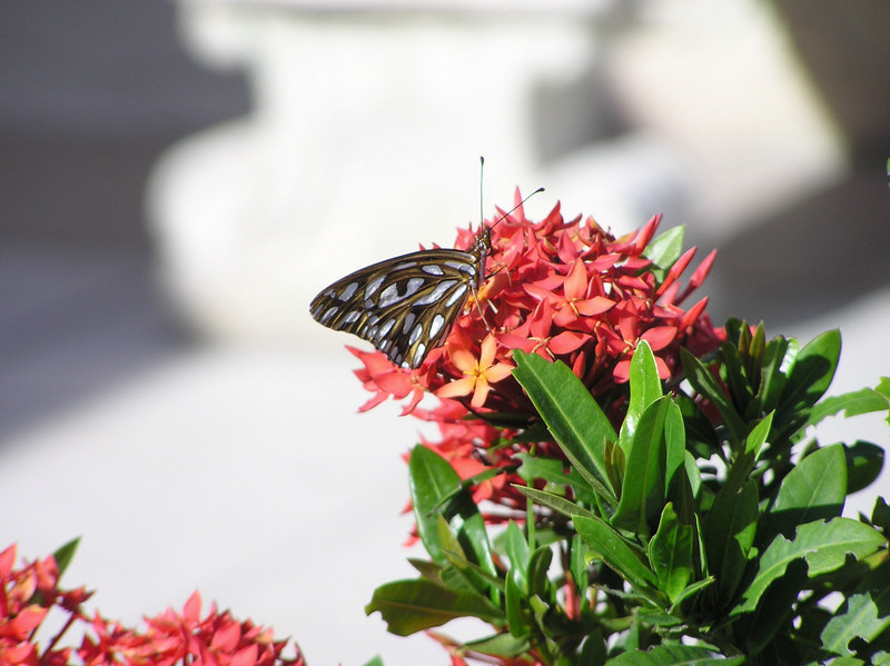 Butterflies fed on the flowers in the grounds. This one was next to our outside table at Giuseppe's restaurant. (110k)