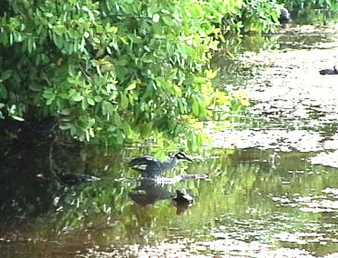 Heron on Westerly Ponds