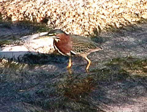 Heron by the diving jetty