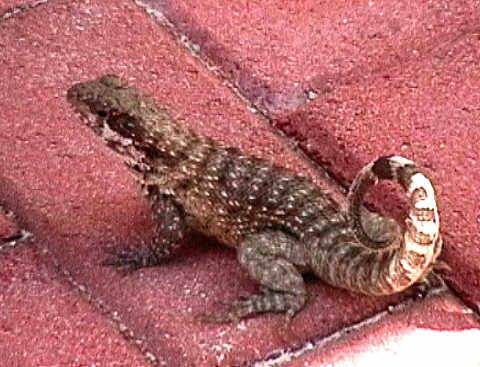 Curly-tailed lizards were everywhere by the beach