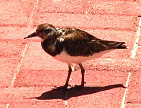 One of the flock of Turnstones by the swimming pool