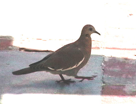 Dove under the dining tables