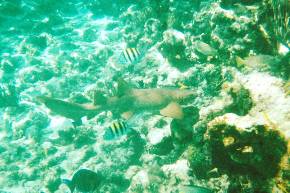 A friendly nurse shark on the reef near the Sandbar