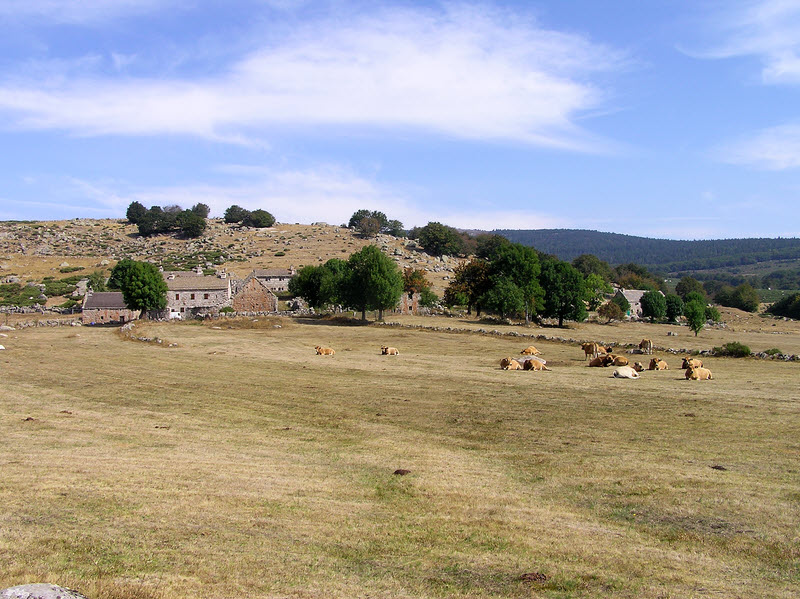 Contented cows at the hamlet of Bellecoste during the excellent walk from Villefort to Le Merlet.  (152k)