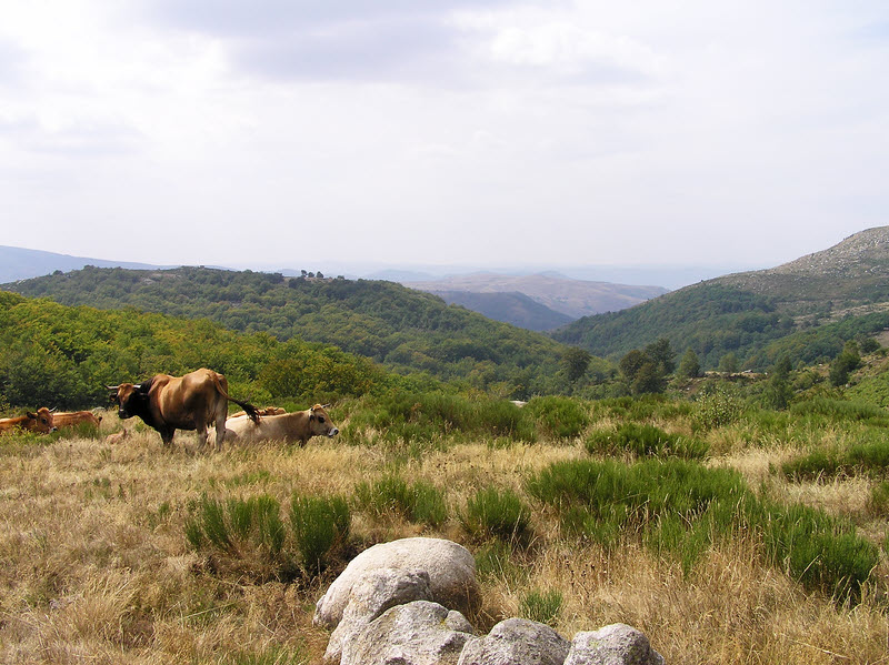 View down the Tarn valley on the path towards Villeneuve. (150k)