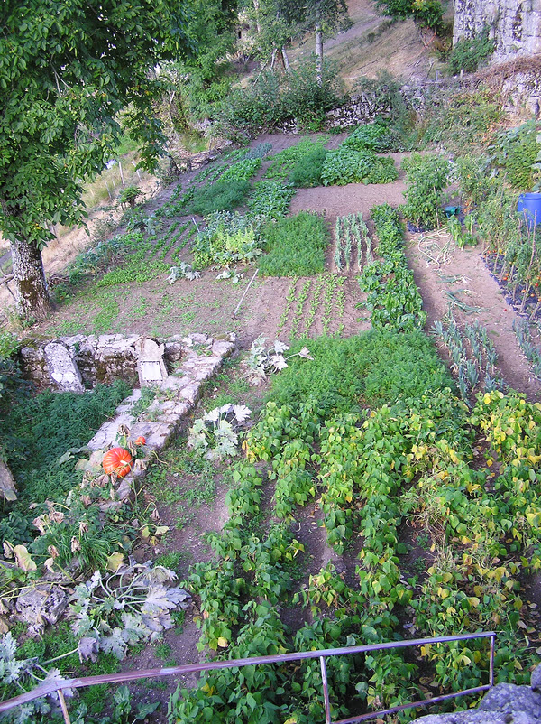 ...and to the right - another part of this same vegetable garden. (318k)
