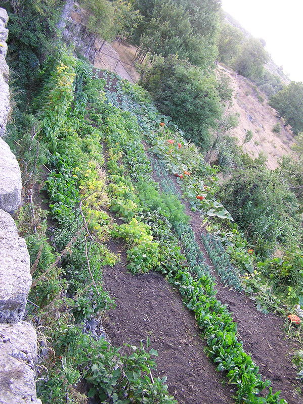 Part of one of the vegetable gardens in front of the terrace, looking to the left... (306k)