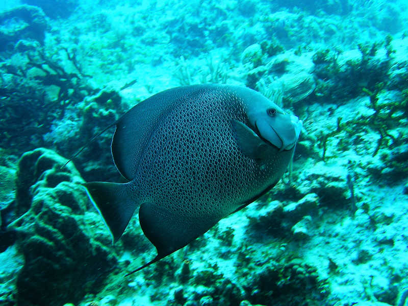 A Gray angelfish, Pomacanthus arcuatus, at Palencar Gardens.  (94k)