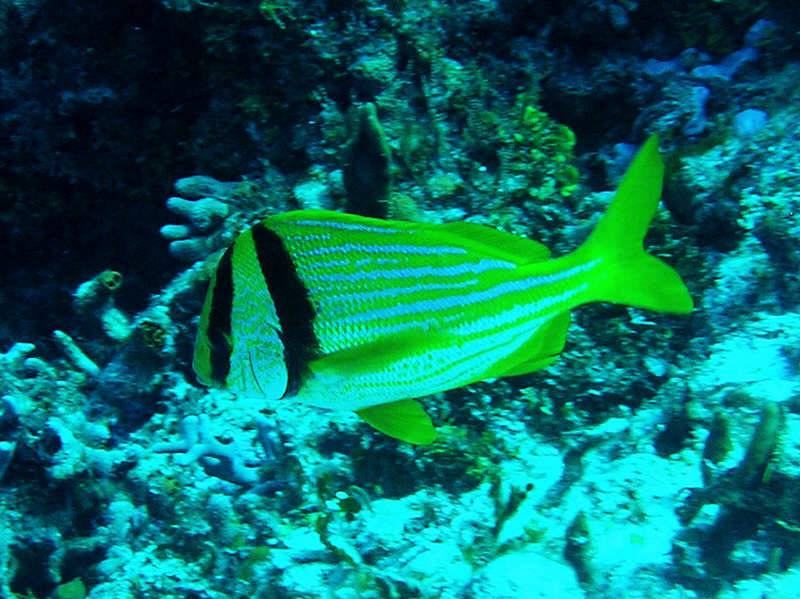 Porkfish, Anisotremus Virginicus, at Palencar Gardens.  (98k)