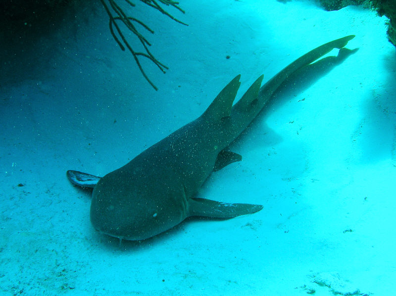 Nurse shark, Ginglymostoma cirratum, fast asleep on a nice soft bed of sand.  (93k)