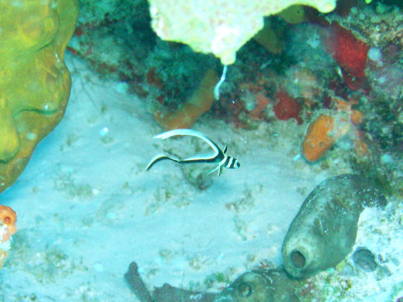 Juvenile Spotted drum, Equetus punctatus, at Palencar Gardens. (97k)