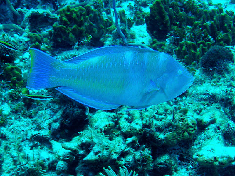 A wrasse, possibly Pudding wife, Halichoeres radiatus.  (110k)