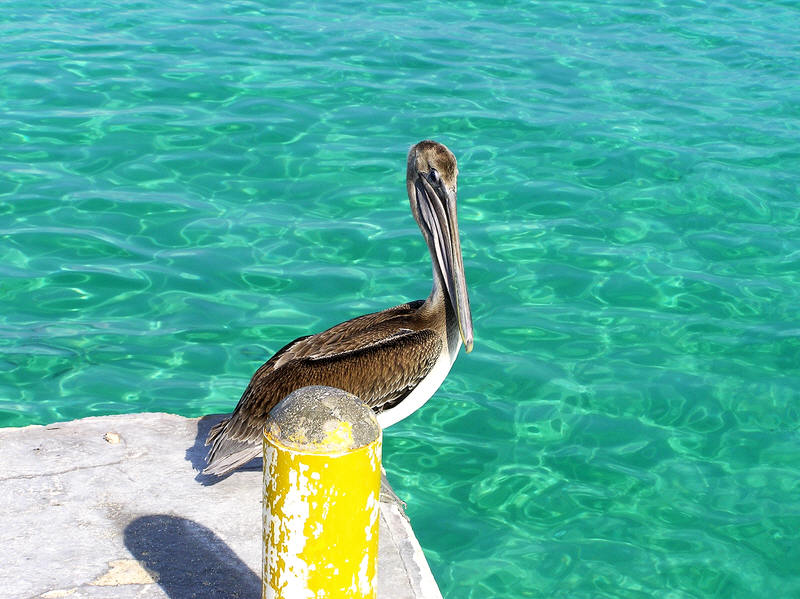 Pelican on the jetty.  (96k)