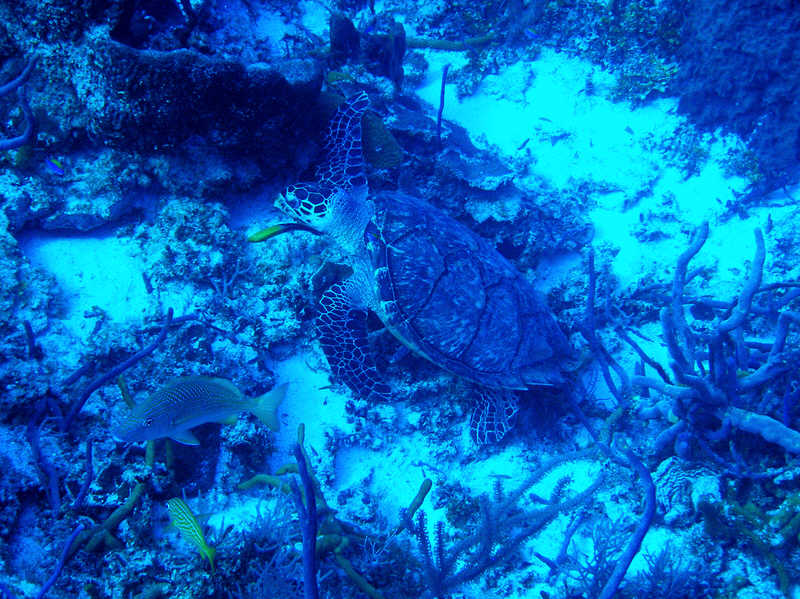 Turtle at Palancar Caves.  (108k)