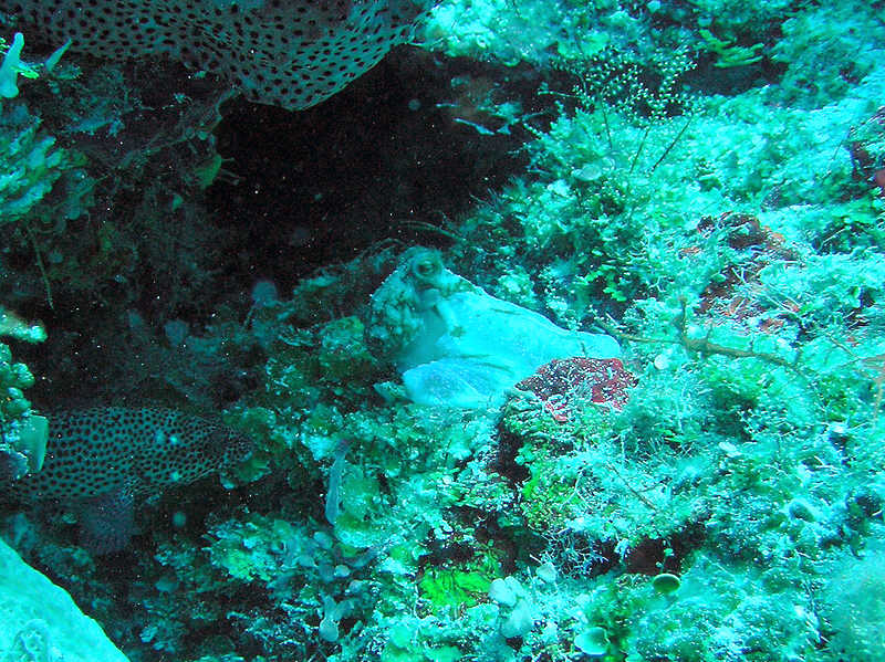 Great octopus at Palancar Caves. (129k)