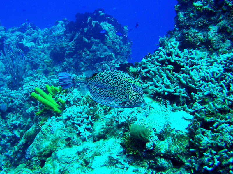 Smooth trunkfish, Lactophrys triqueter.  (119k)