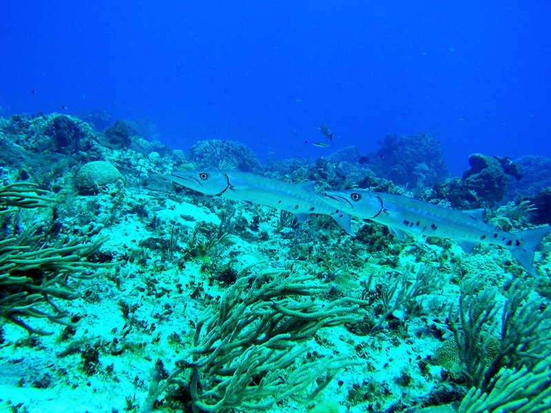 A couple of Great barracuda, Sphyraena barracuda eye me suspiciously. (98k)