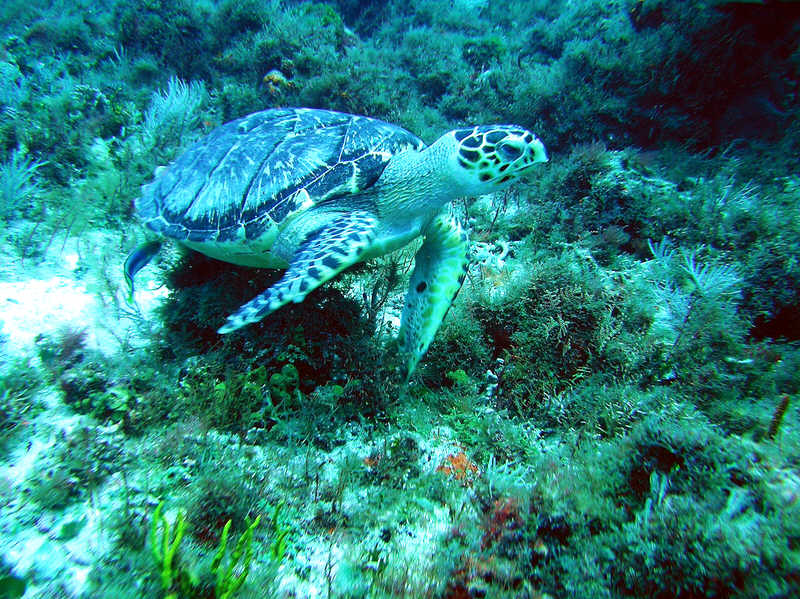 Hawksbill turtle, Eretmochelys imbricata at Palancar Bricks. (129k)