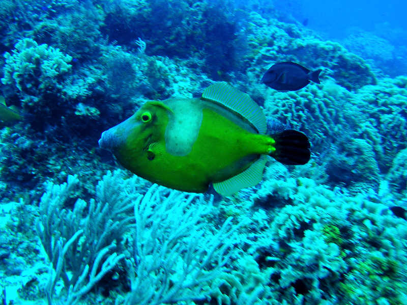 White-spotted Filefish (Cantherhines macrocerus), without any spots.