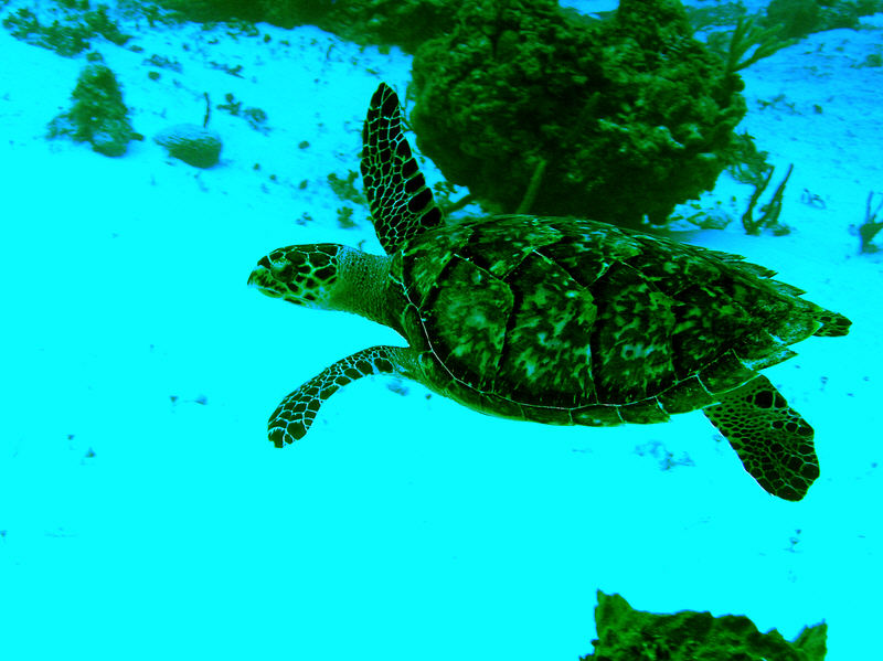 Beautiful Hawksbill turtle Eretmochelys imbricata.  (102k)
